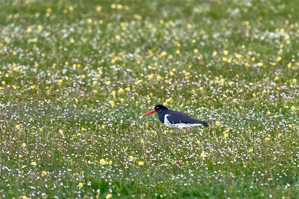 Shetland 048 copia